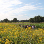 Silphie Veld Met Mensen